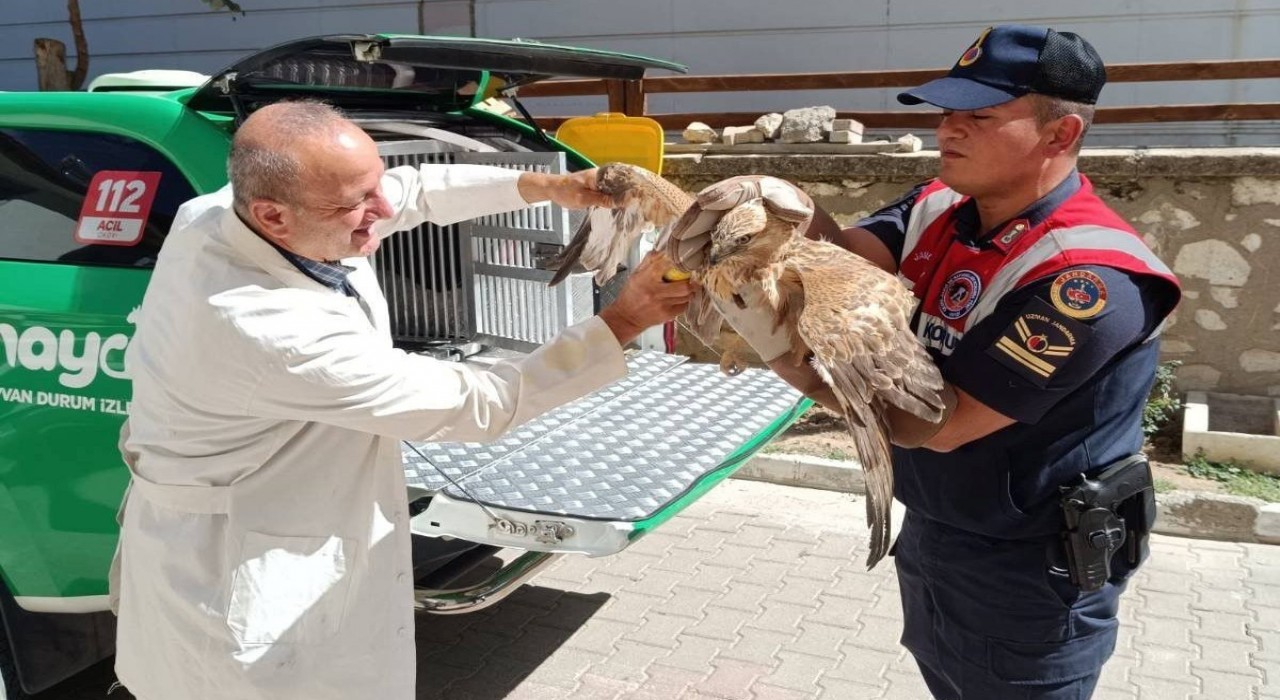 Karamanda yaralı bulunan kızıl şahin koruma altına alındı