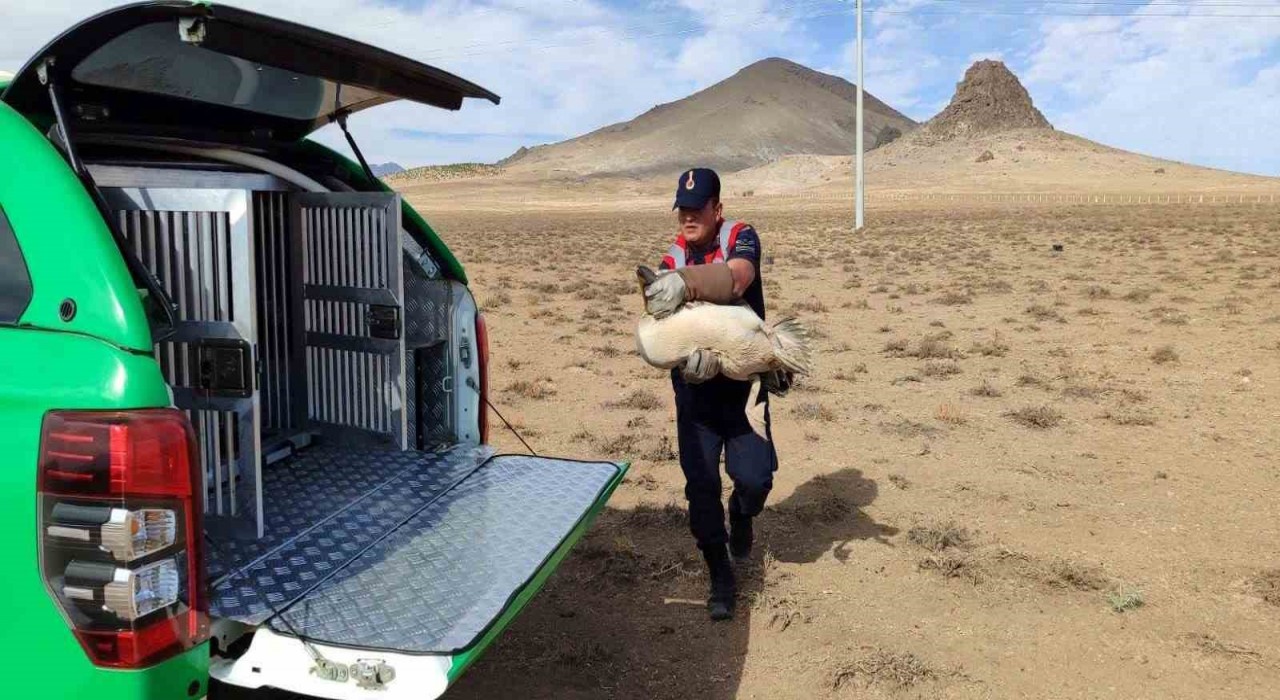 Karamanda yaralı pelikanlar koruma altına alındı