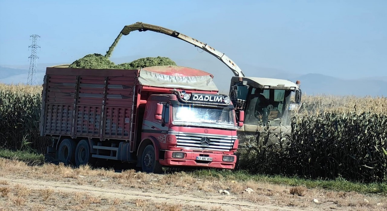 Karapınarda mısır hasadı başladı