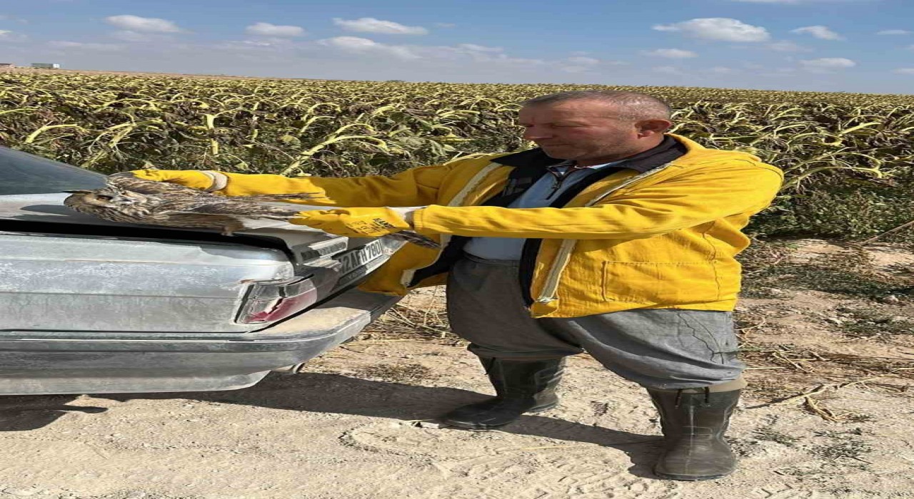 Karapınarda tarlada bulunan yaralı kulaklı baykuş kurtarıldı