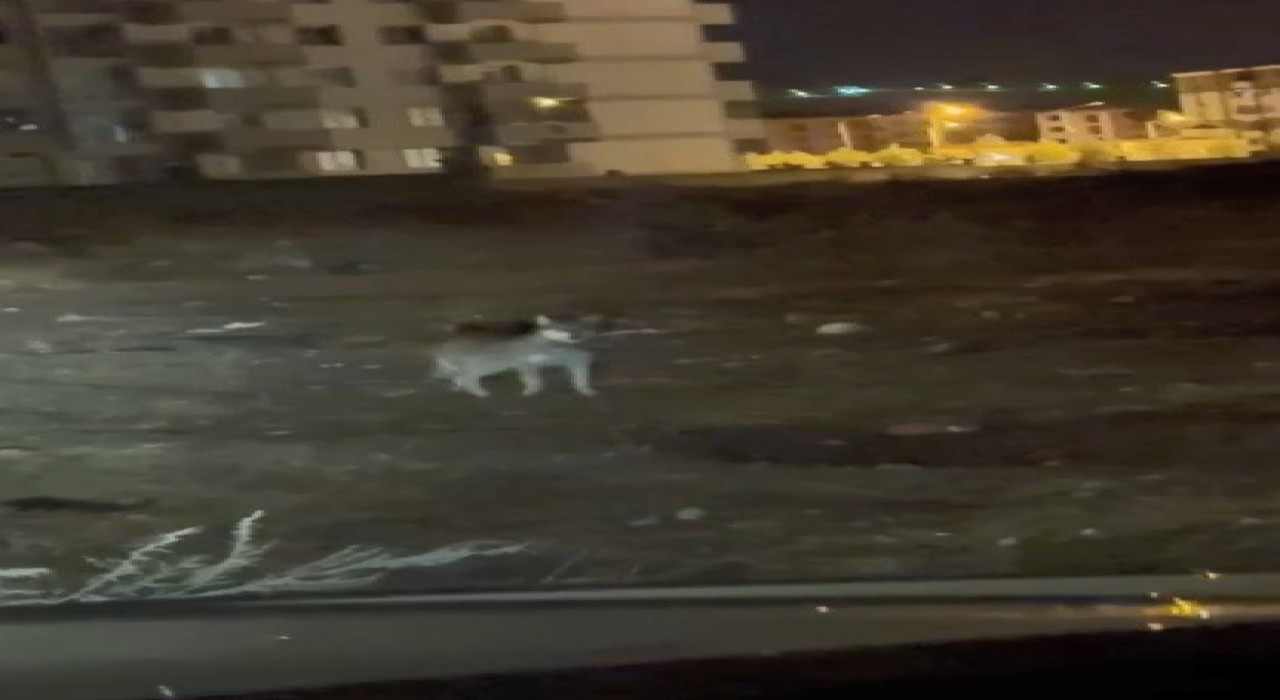 Karsın en şaşırtan misafiri: Kurt merkezde gezintiye çıktı