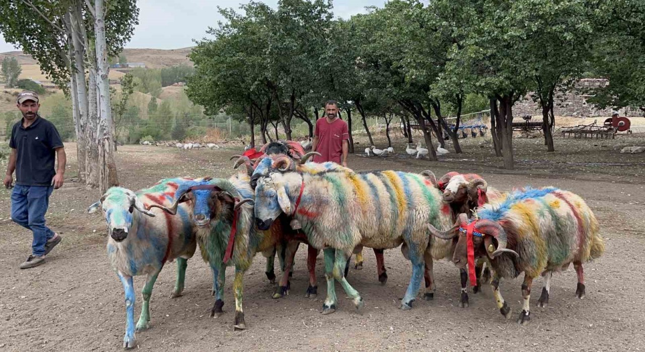 Karsta asırlık koç katım geleneği renkli görüntülere sahne oldu