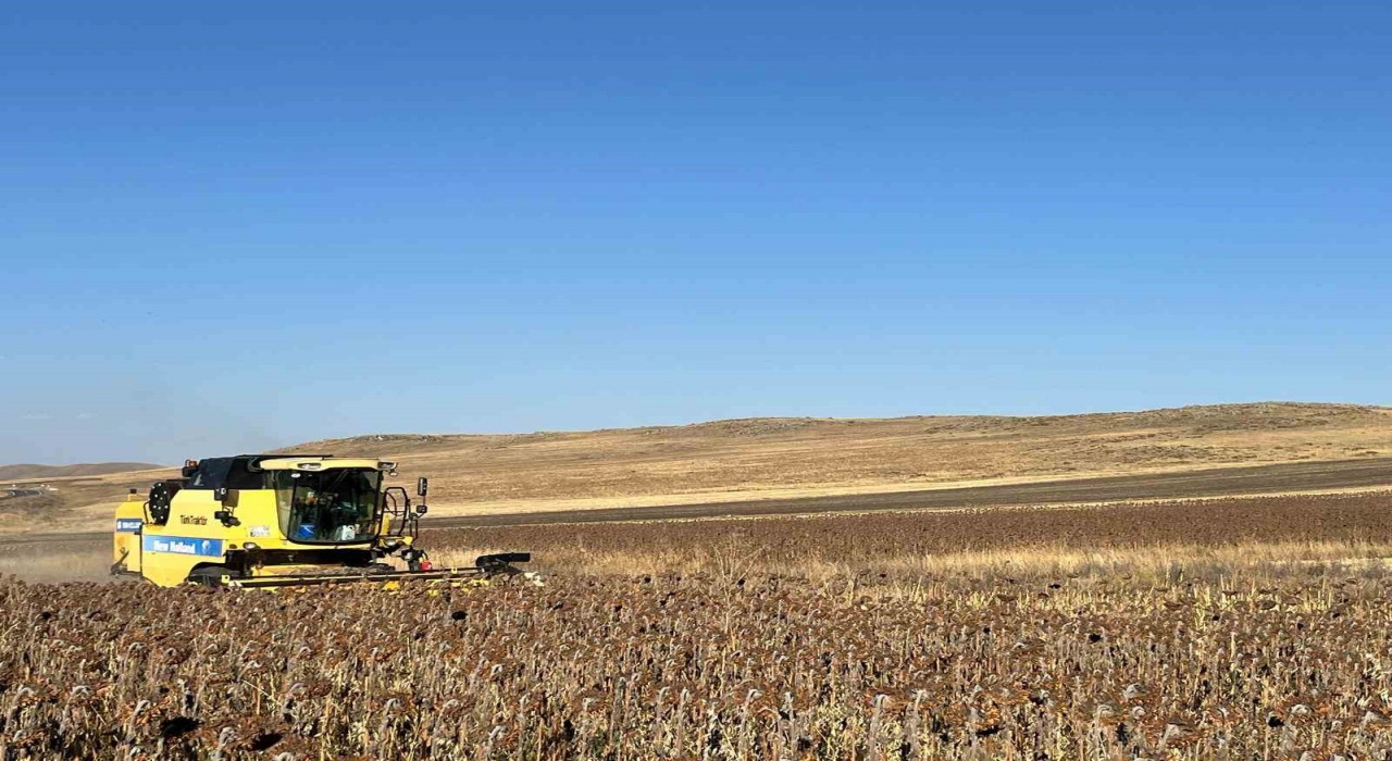 Karsta Ayçiçeği hasadı başladı