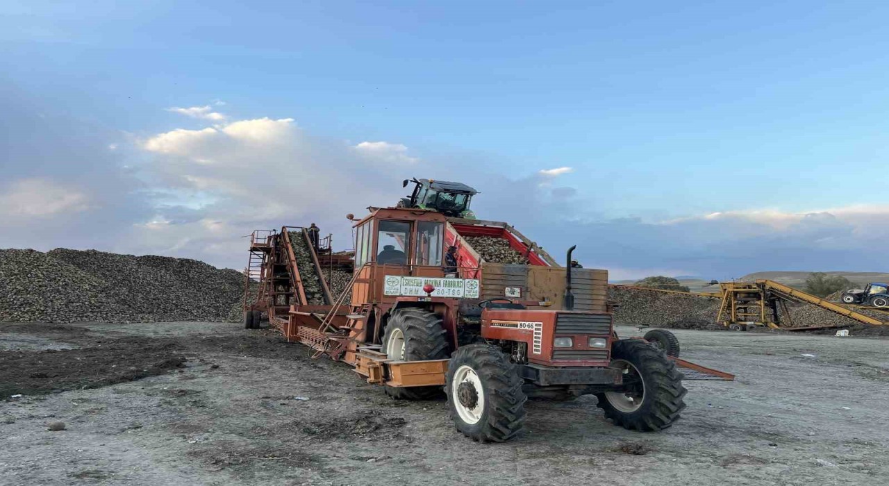 Karsta şeker pancarı hasadında yoğun mesai: Çiftçiler zamanla yarışıyor
