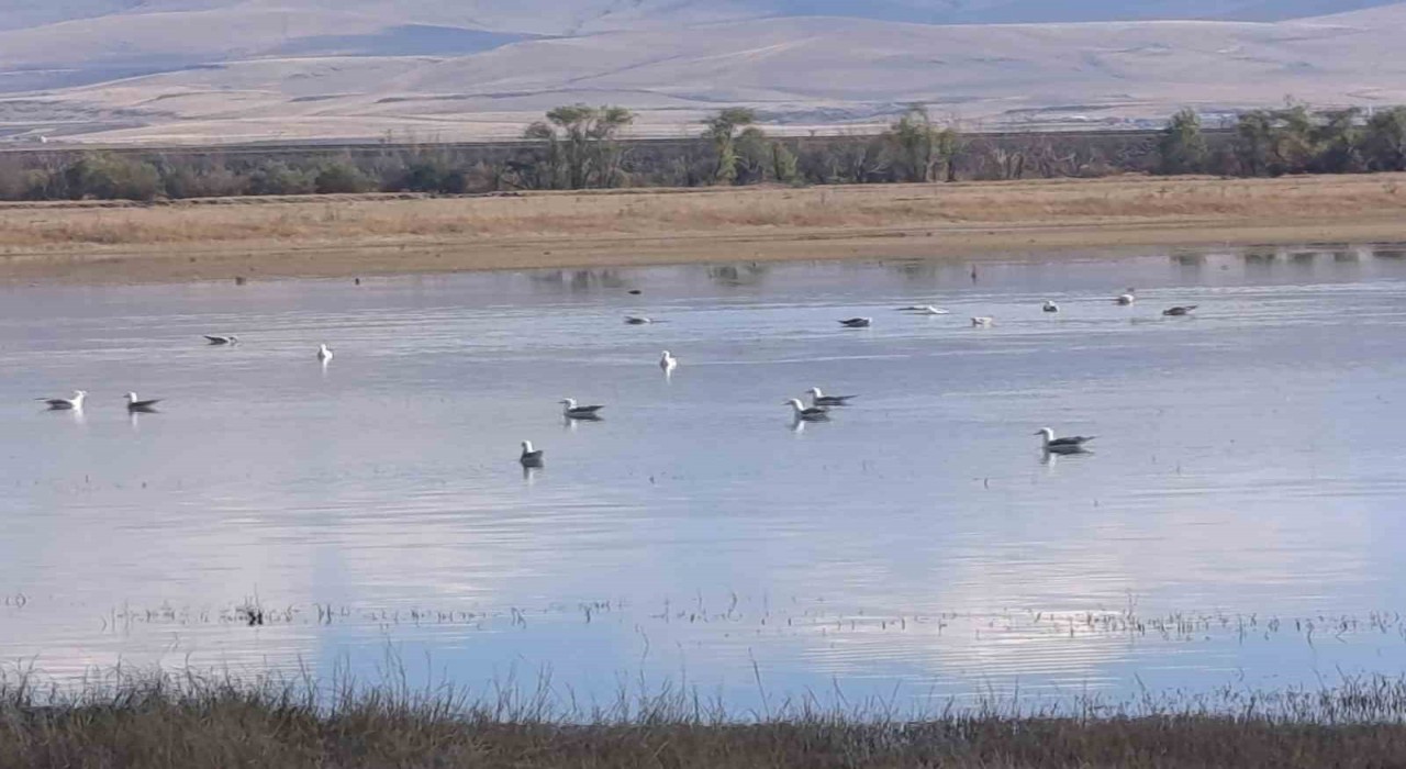 Karsta sulak alanlar yaban kuşlarını ağırlıyor