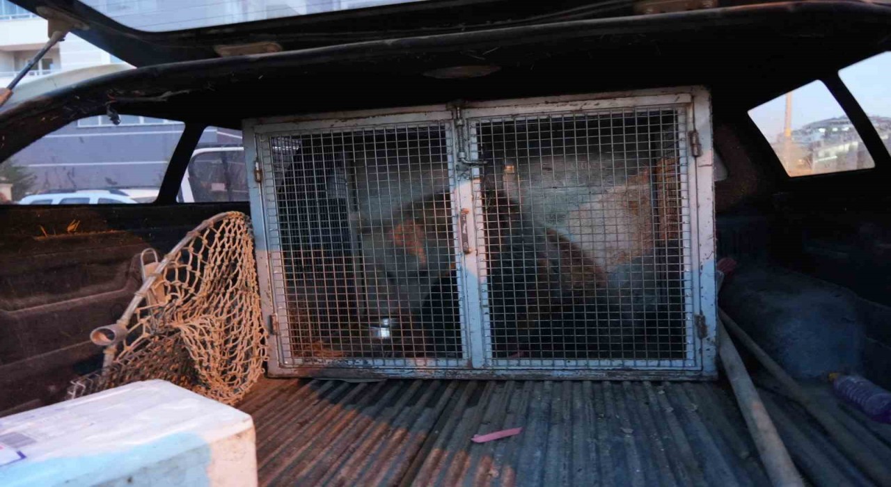 Kastamonuda ilçenin maskotu haline gelen yavru ayılar, koruma altına alındı