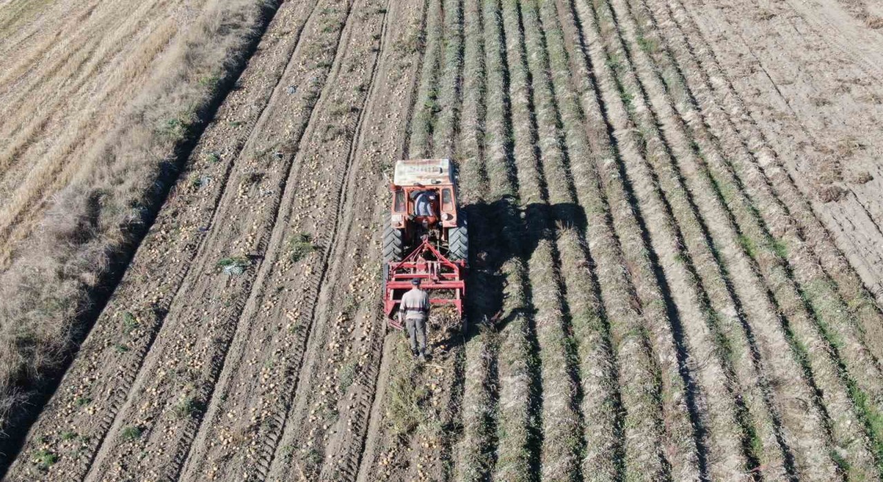 Kastamonuda patates hasadı sürüyor