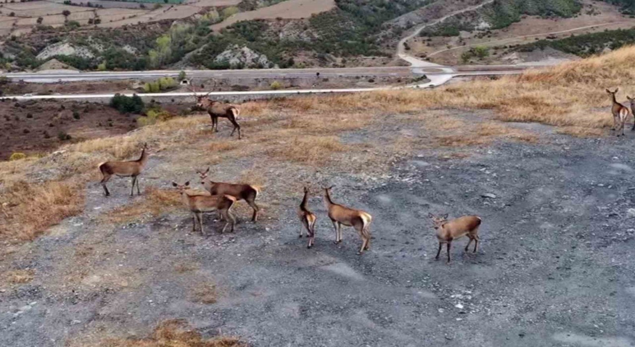 Kastamonunda kızıl geyikler kameralara yansıdı