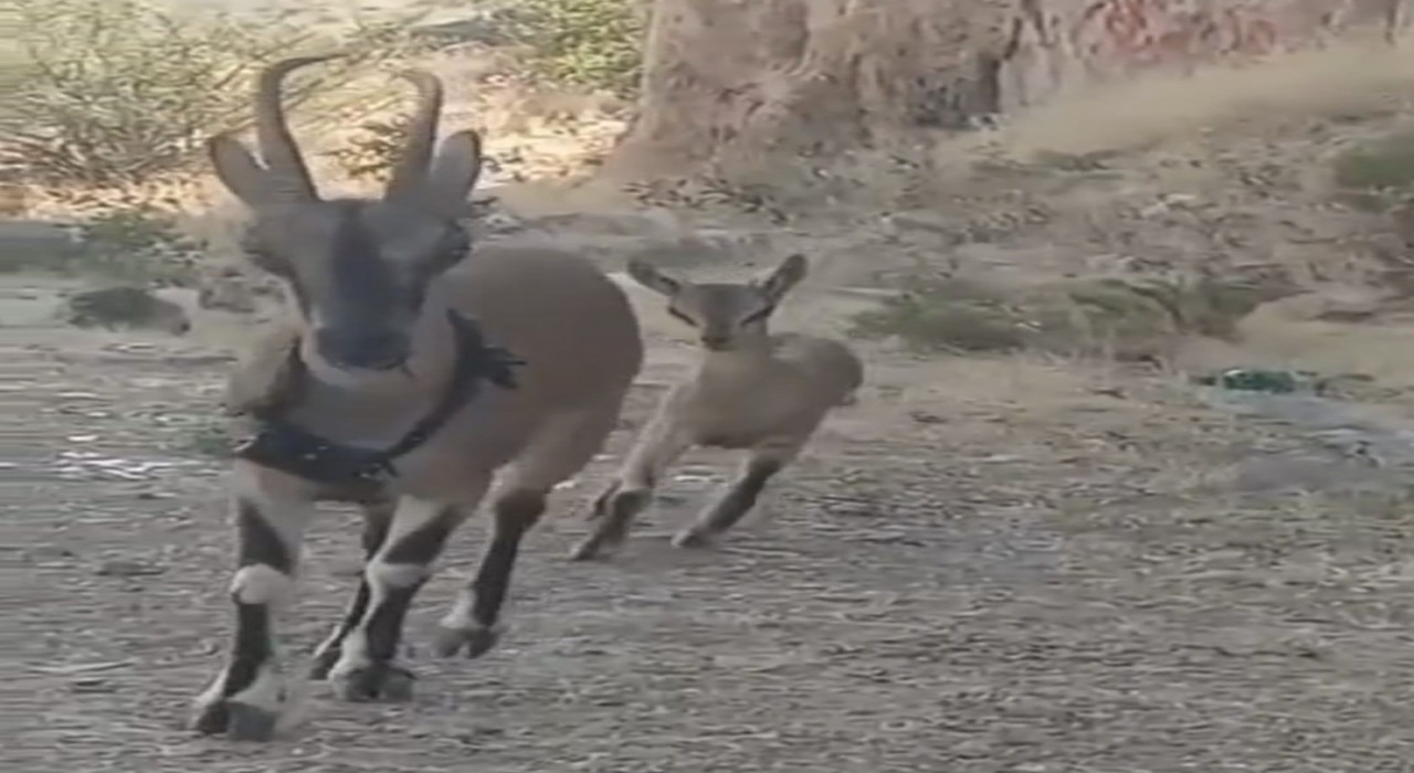 Kazankaya Kanyonuna bırakılan keçiler yavrulayıp çoğalıyor