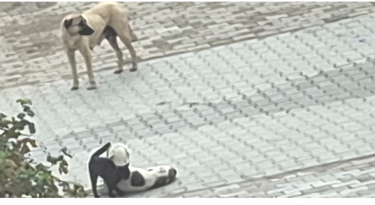 Kedi-köpek dostluğu kameralara yansıdı