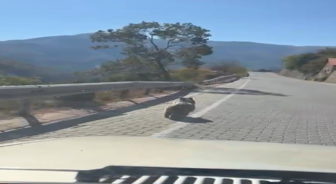 Kemaliyede üniversite yolunda yavru ayı görüldü