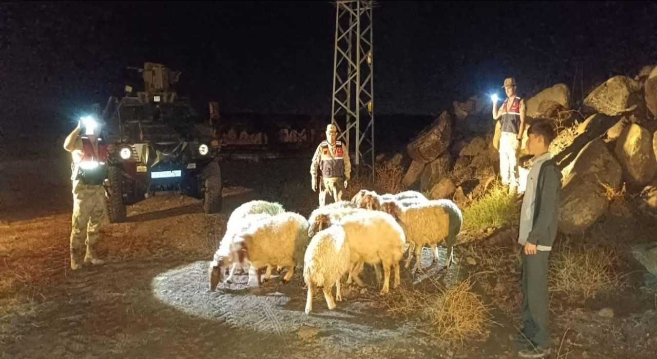 Kiliste kaybolan 11 koyun jandarma ekiplerince bulundu