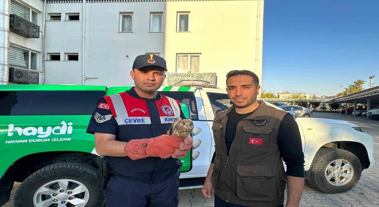 Kiliste yaralı halde bulunan kerkenez kuşu koruma altına alındı