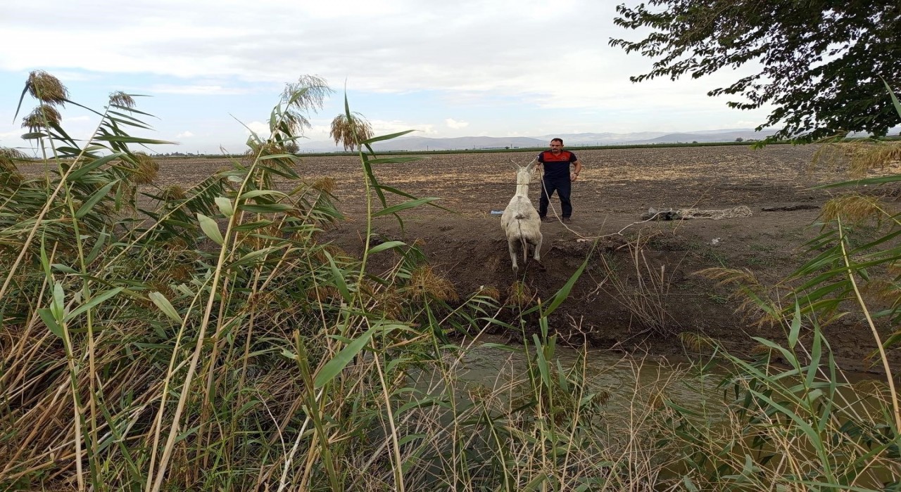 Kırıkhanda sulama kanalına düşen eşeği itfaiye kurtardı