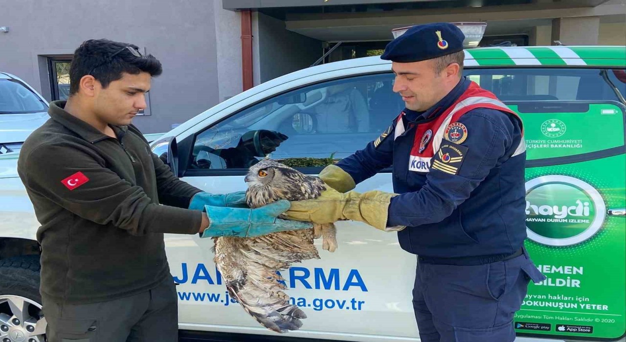 Kırıkkalede yaralı puhu kuşu tedaviyle yaşama döndü