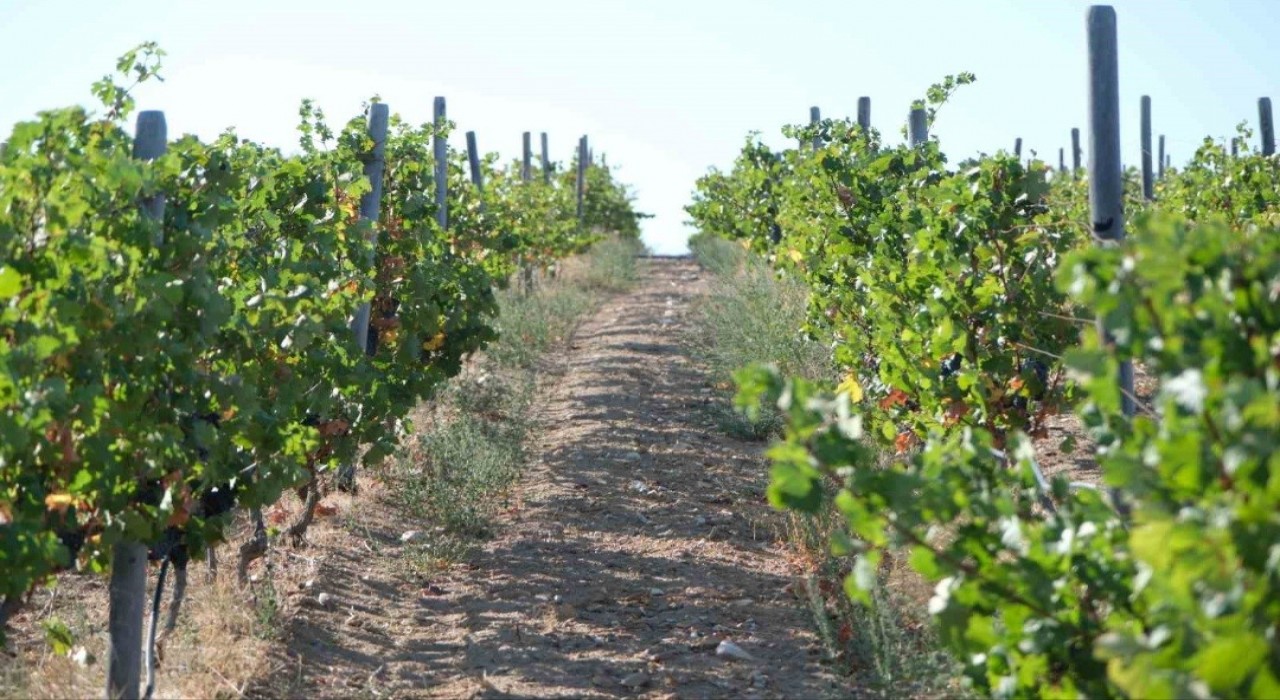 Kırklarelinde zirai dondan etkilenen üreticilere destek ödemesi