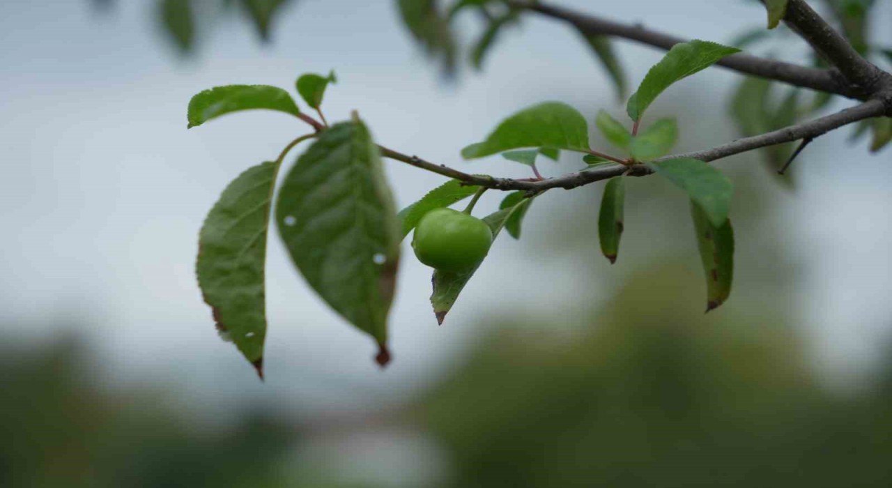 Kış ayına günler kala çiçek açan erik ağaçları meyve verdi