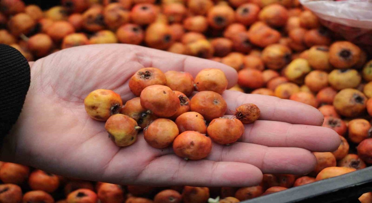 Kışın habercisi alıç meyvesi, tezgahları renklendirdi