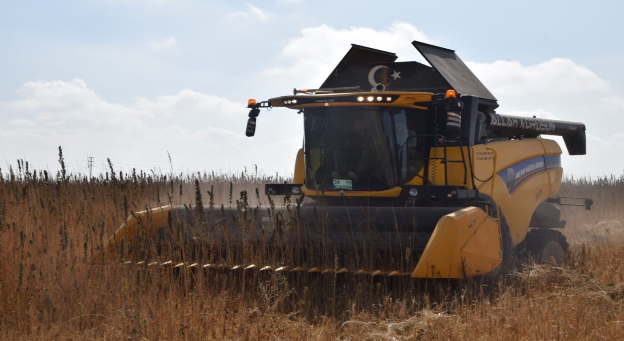 Konya Ovasında kenevir hasadı