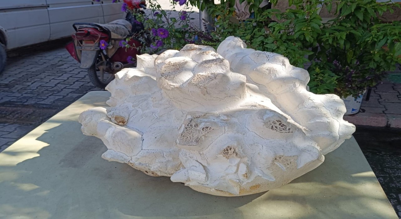 Konyada 19 kiloluk dev mantar bulundu