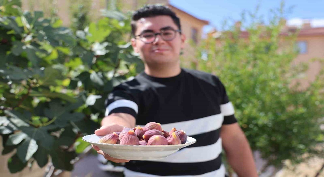 Konyada yetişmesi zor bilinen inciri apartman bahçesinde yetiştirdi