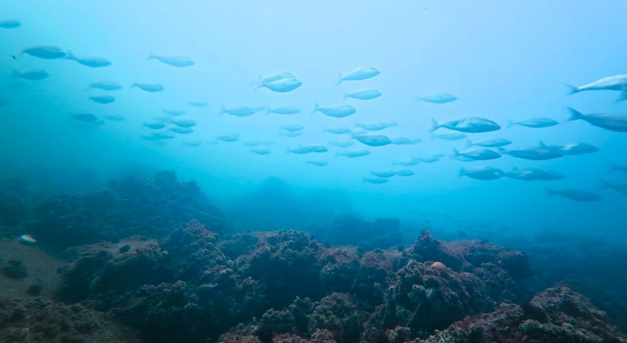 Körfez yeniden can buldu