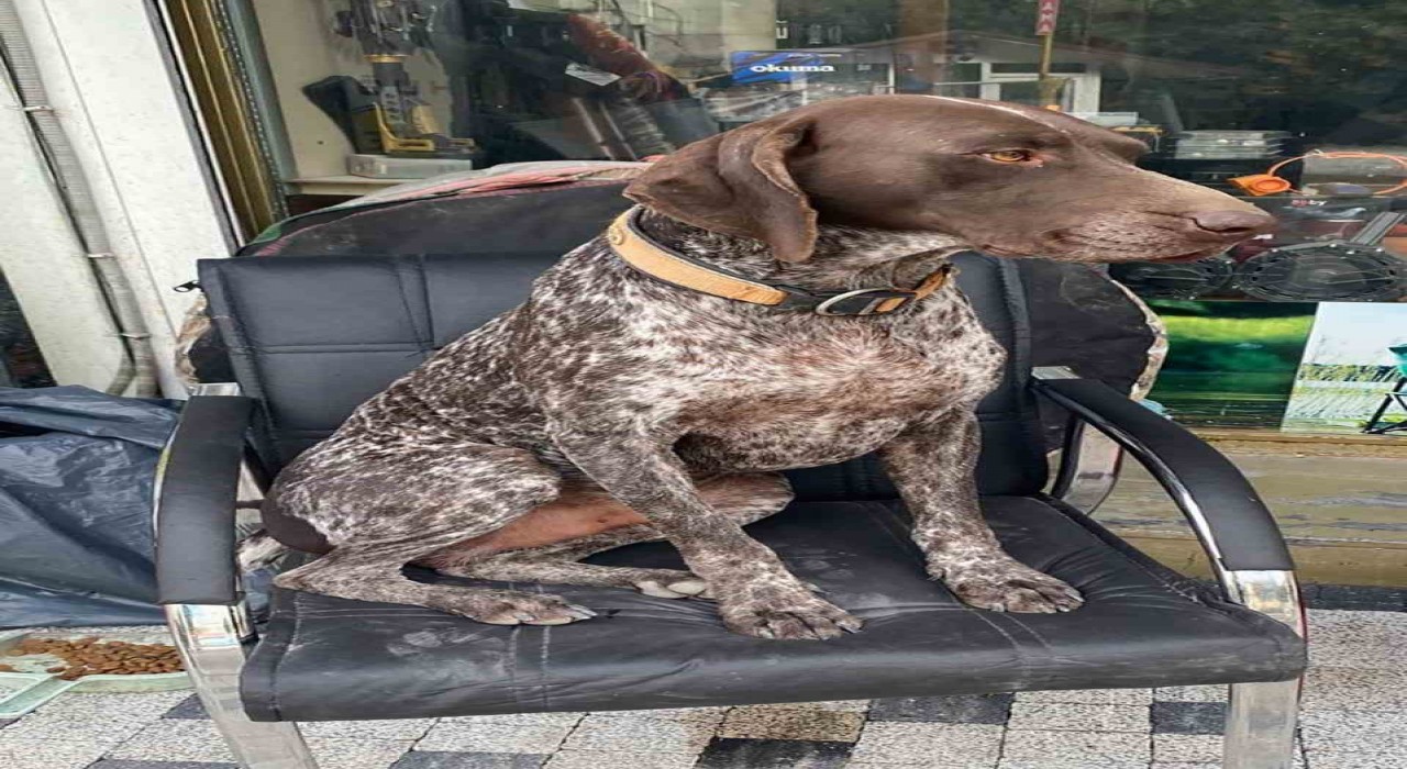 Kurzuar cinsi av köpeği kayboldu