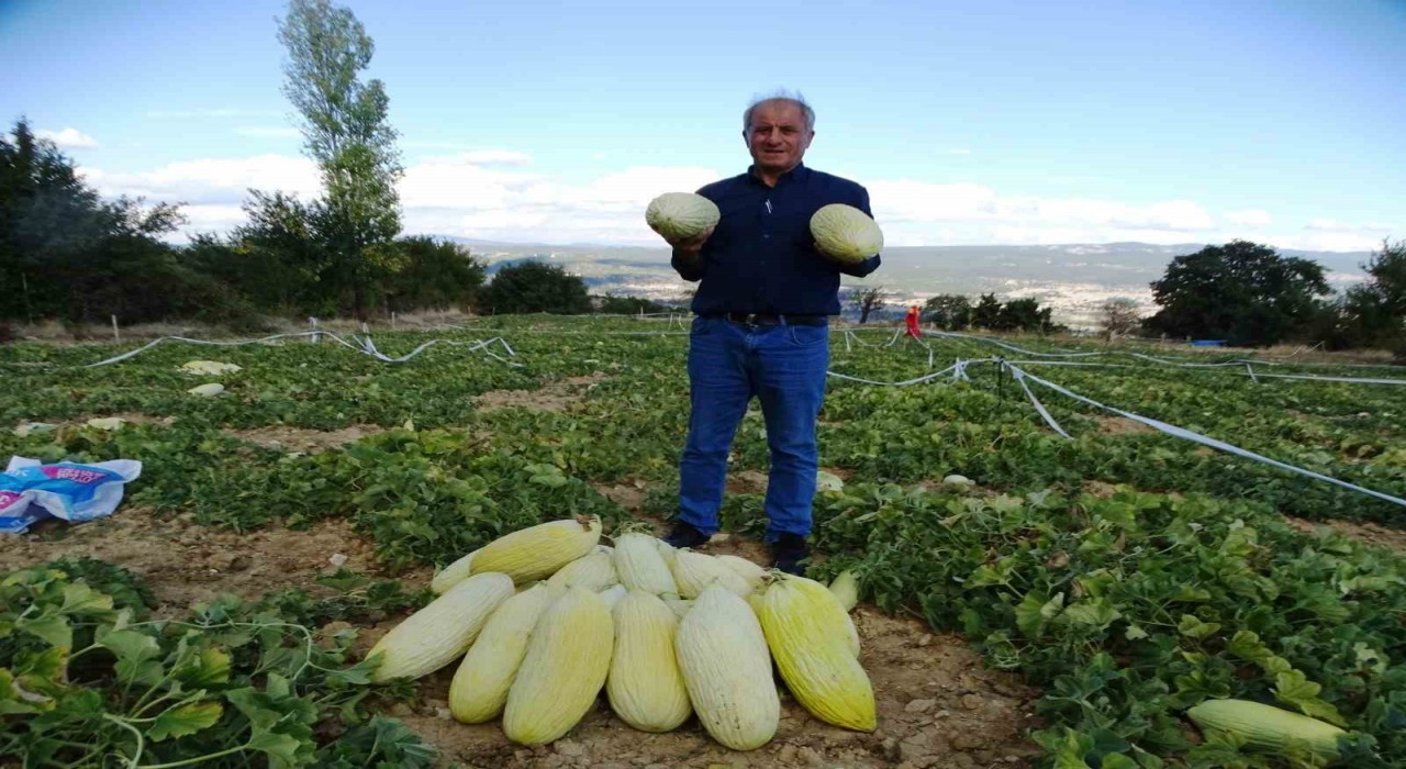 Kütahyada Göncek Kavununun hasadı başladı
