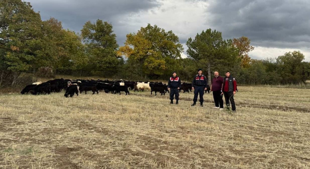 Kütahyada kayıp 70 keçi, jandarma tarafından bulundu