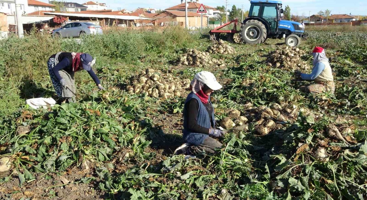 Kütahyada pancar hasadı başladı