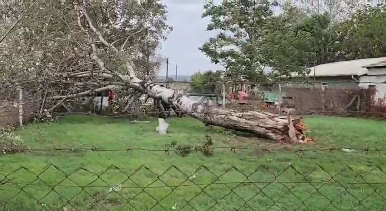 Lodos sebebiyle ağaç ve elektrik direği devrildi
