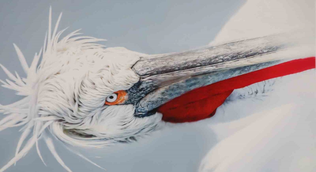 Malatyada ‘Kuşların Dünyası sergisi yoğun ilgi gördü