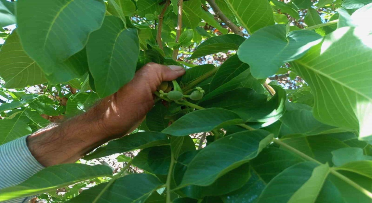 Malatyada mevsim dışında meyve veren ceviz ağaçları şaşırttı