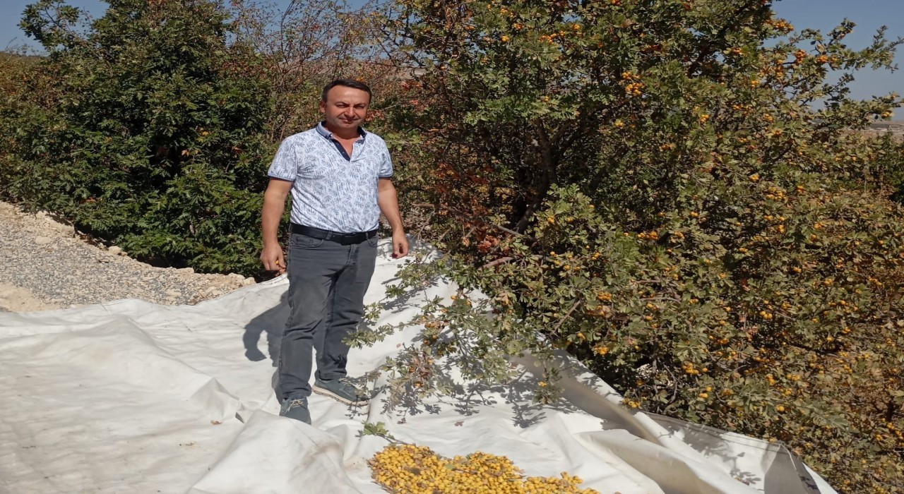 Malatyada şifa deposu alıçta hasat devam ediyor