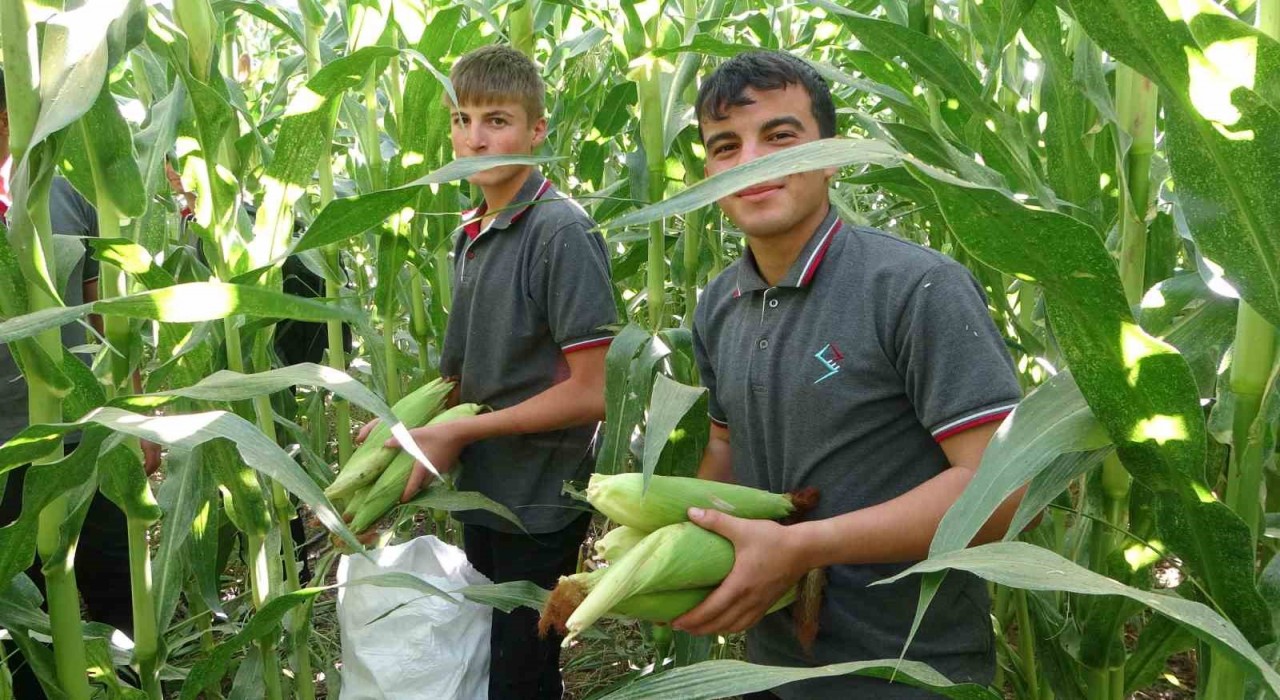 Malatyada Tarım Lisesi Öğrencileri silajlık mısır hasadına başladı