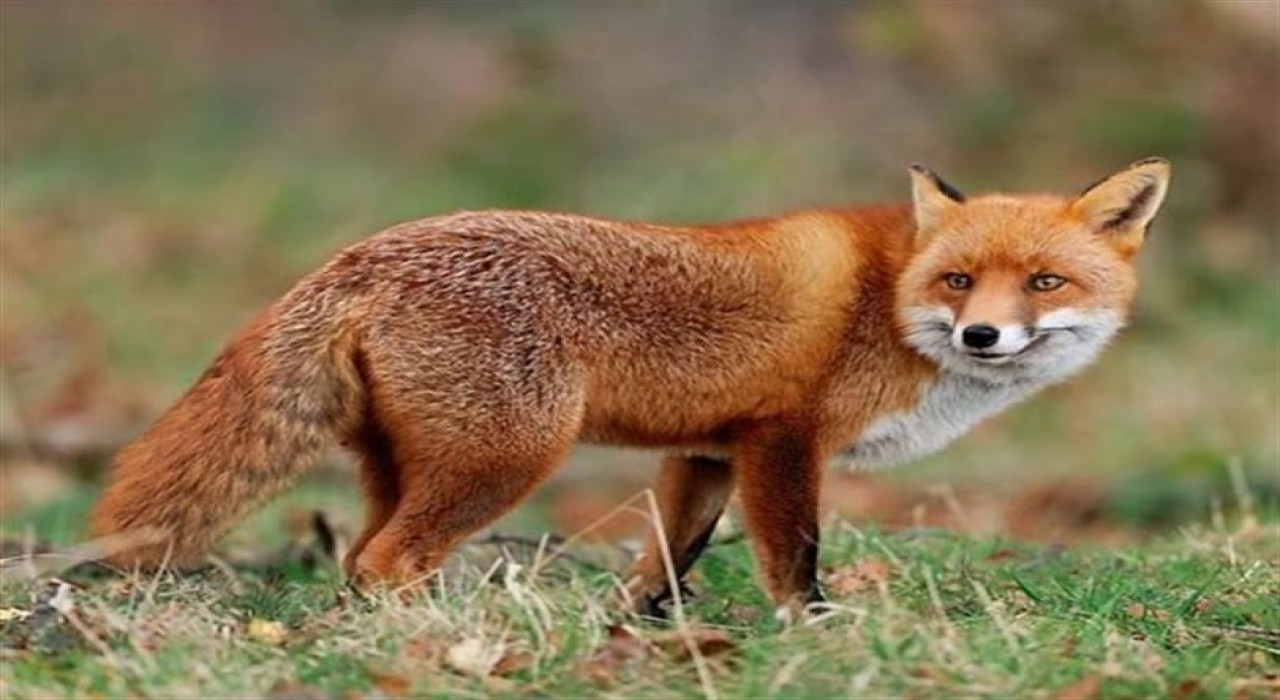 Malatyada yaban hayvanları havadan aşılanacak