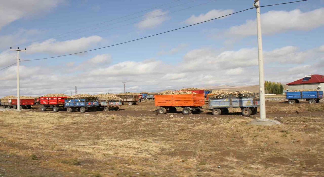 Malazgirtte şeker pancar alımları devam ediyor