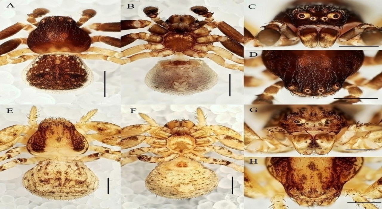 Manisa CBÜlü öğretim ütesinden 20 yeni tür keşfi