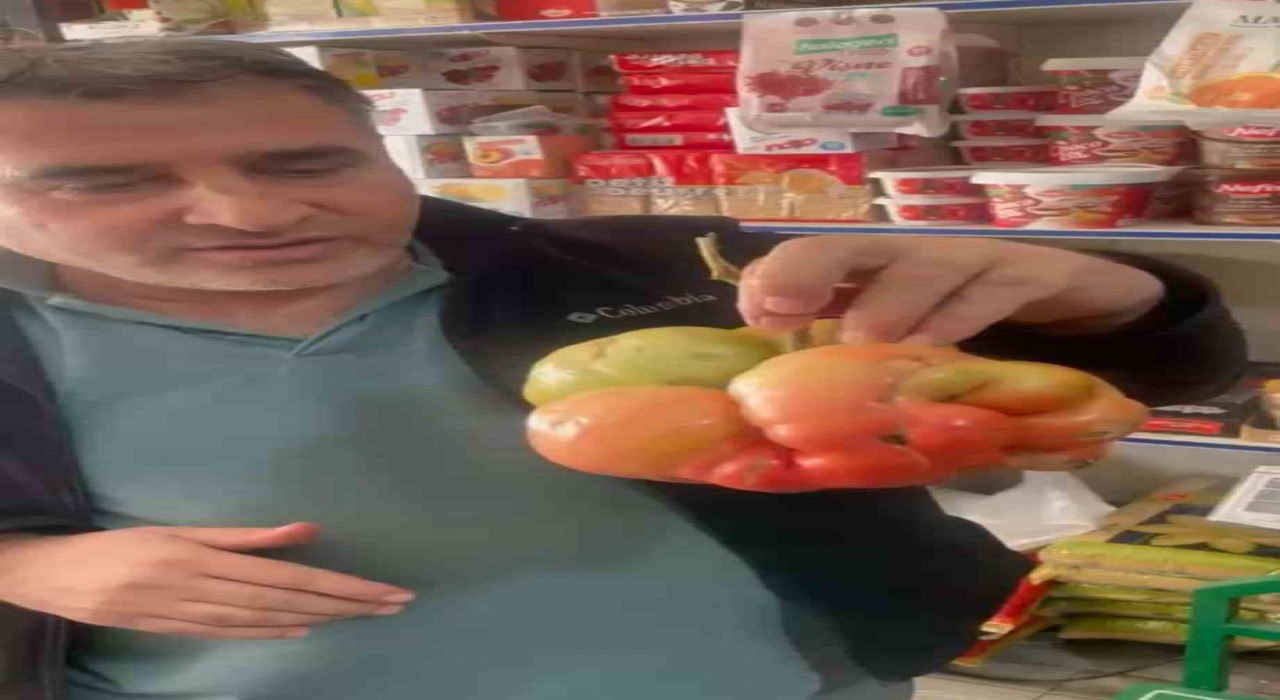 Mardinde 1 kilo 400 gramlık domates hayrete düşürdü