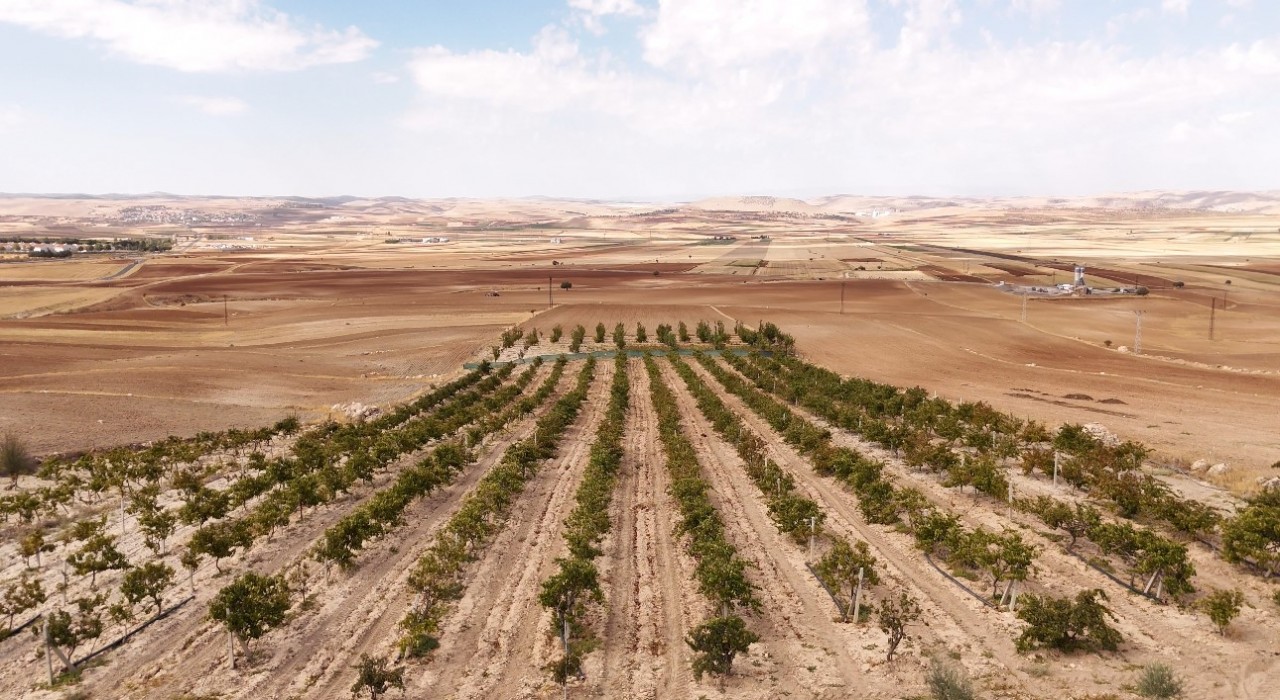 Mardinin beyaz toprakla mayalanan meşhur üzüm pekmezi coğrafi işaret yolunda