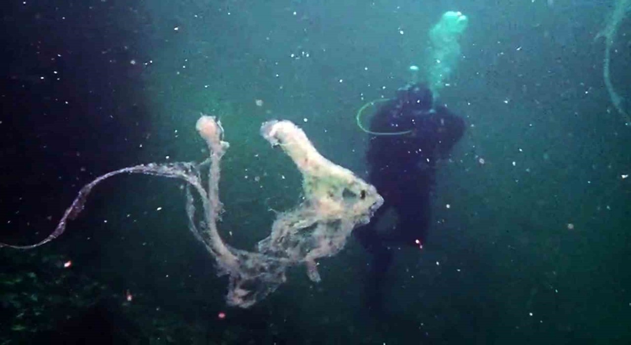 Marmarada mercanlara müsilaj tehdidi