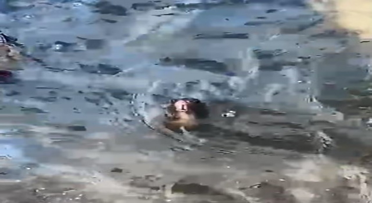 Marmariste temizlenmeyen rögarda farenin yaşam savaşı