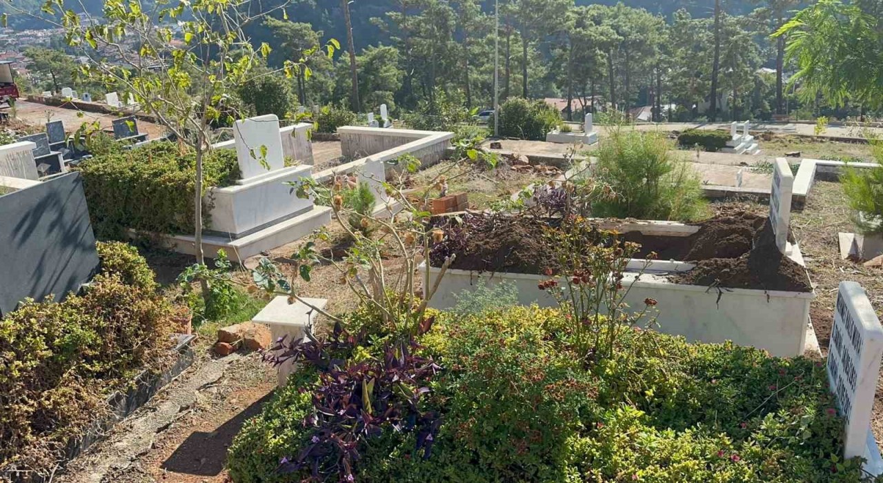 Marmariste yaban domuzlarının yeni adresi mezarlıklar