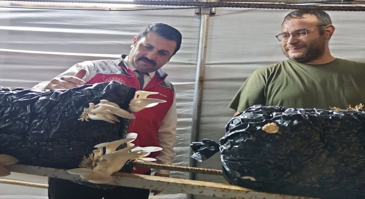 Menteşede istiridye mantarı üretimine yerinde denetim