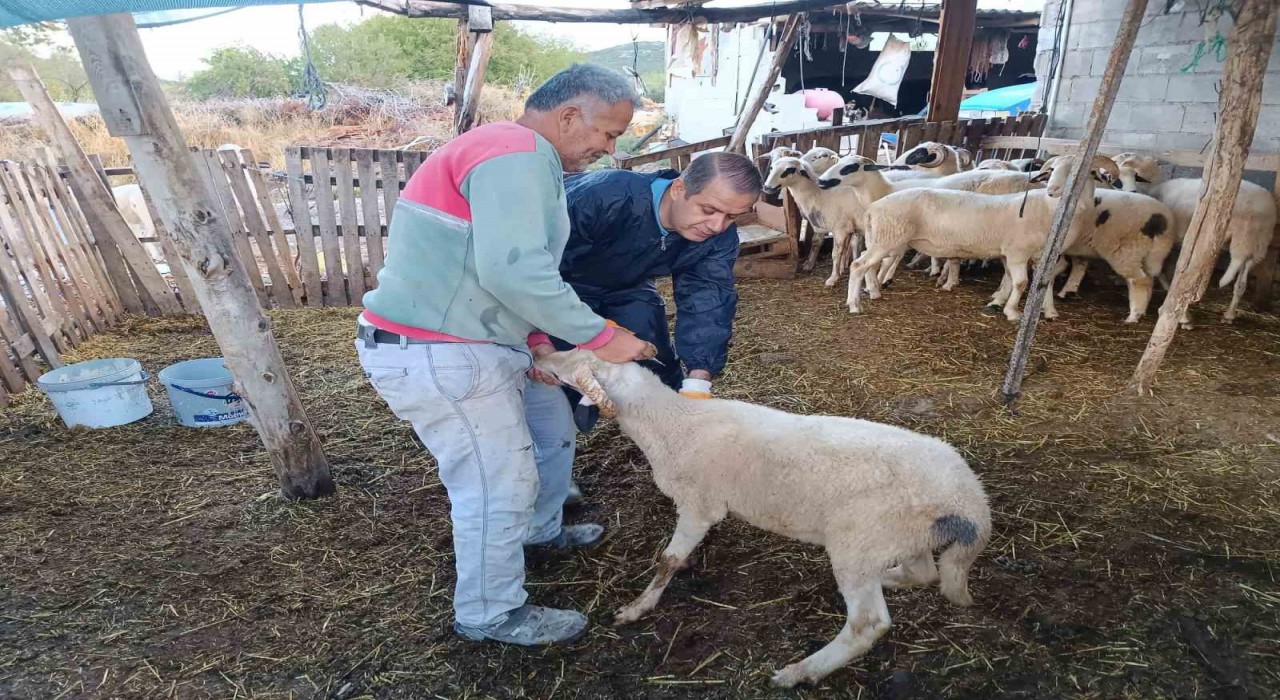 Menteşede şap aşısı kampanyası hız kesmiyor