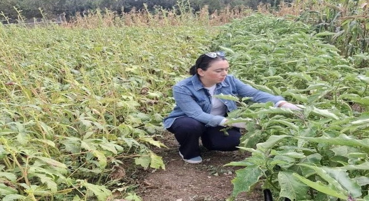 Menteşede zararlı kontrolleri yoğunlaştı