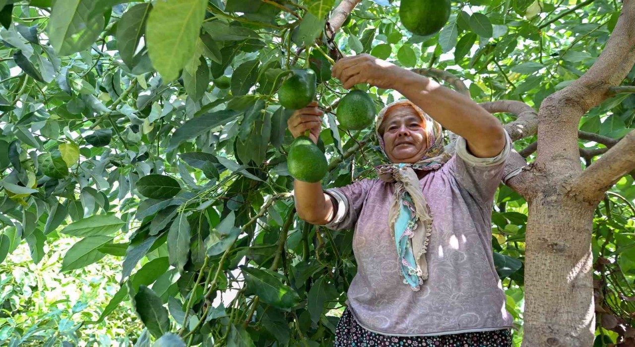 Mersinde çiftçiye tropikal meyve desteği