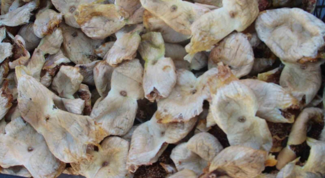 Mersinde incir sezonu sona erdi, üreticisinin yüzü güldü