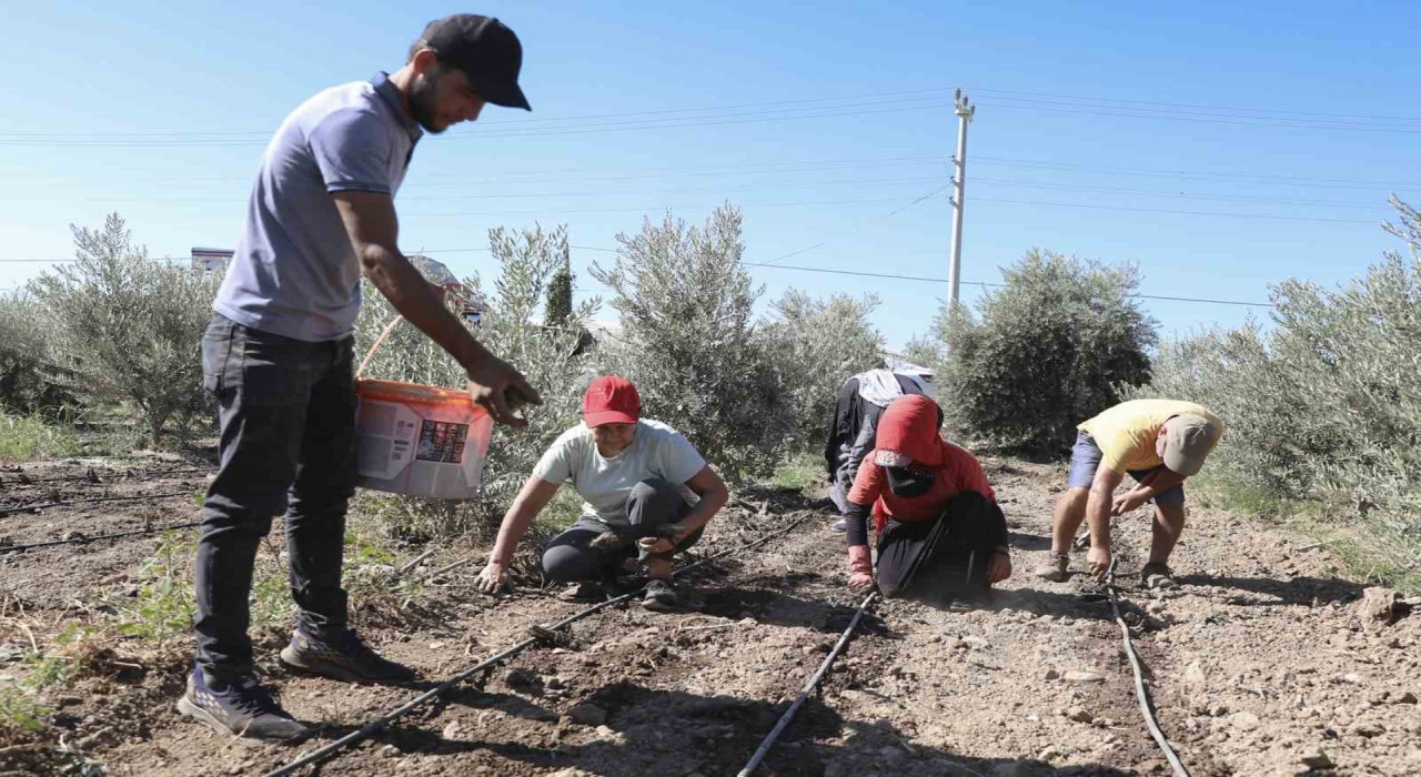 Mersinde üreticiye ilk kez enginar yumrusu desteği verildi