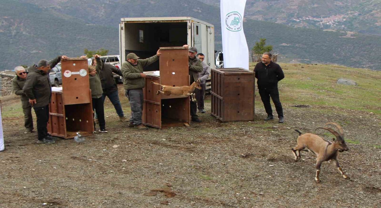 Mersinde yakalanan 5 yaban keçisi Amasyada doğaya salındı